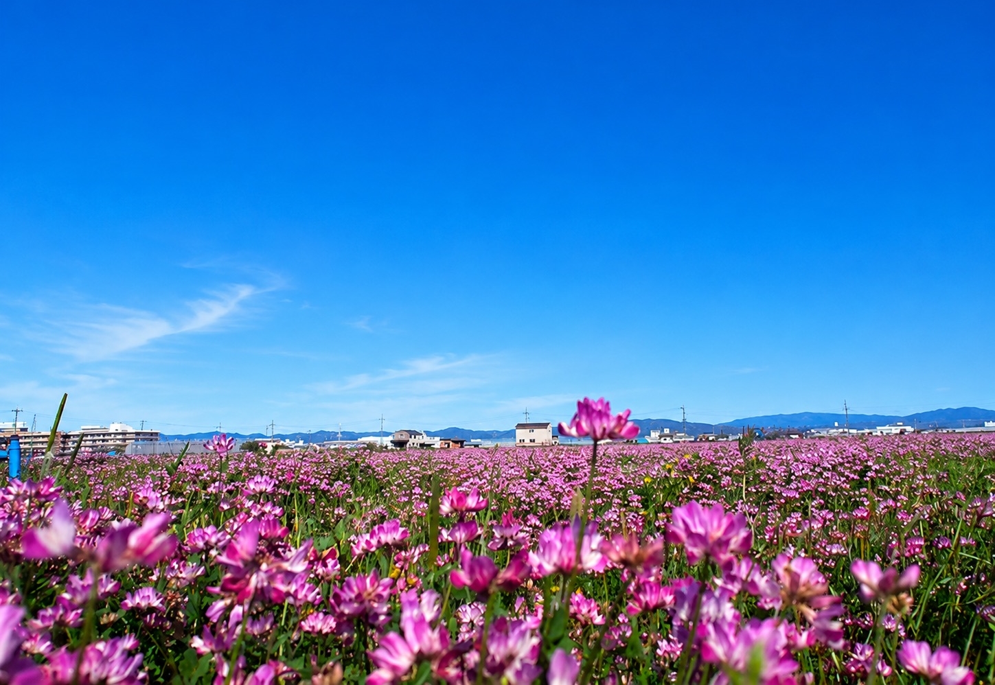 花が咲き、実がなり、種ができ、やがて朽ちる